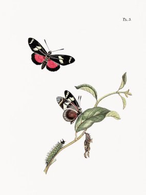 Hollandalı bir kitaptan antik bir kelebek çizimi. Yaklaşık 1848 'de. Detaylı doğaüstü oymalarla enfes bir entomolojik sanat eseri..