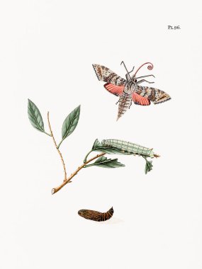 Hollandalı bir kitaptan antik bir kelebek çizimi. Yaklaşık 1848 'de. Detaylı doğaüstü oymalarla enfes bir entomolojik sanat eseri..