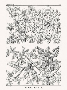1880 'de Boston' da yayınlanan bir kitaptan klasik yaprak süslemesi. Detaylı yapraklar, çiçekler ve meyveler içeren mimari botanik tasarımı.