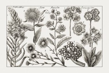 Çiçek açan bitkilerin antik botanik çizimi. 18. yüzyıldan kalma bir İtalyan doğal tarih kitabının siyah beyaz gravürleri..