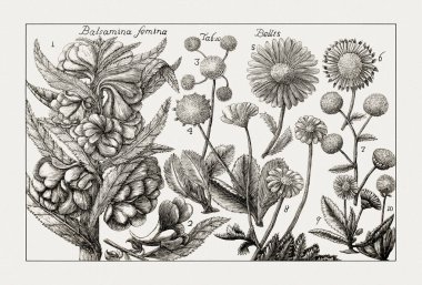 Çiçek açan bitkilerin antik botanik çizimi. 18. yüzyıldan kalma bir İtalyan doğal tarih kitabının siyah beyaz gravürleri..