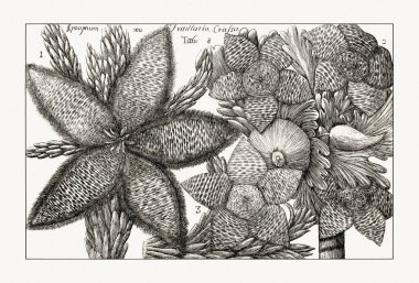 Çiçek açan bitkilerin antik botanik çizimi. 18. yüzyıldan kalma bir İtalyan doğal tarih kitabının siyah beyaz gravürleri..