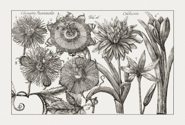 Çiçek açan bitkilerin antik botanik çizimi. 18. yüzyıldan kalma bir İtalyan doğal tarih kitabının siyah beyaz gravürleri..