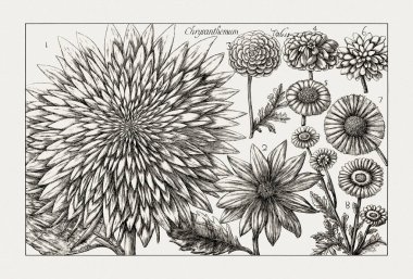 Çiçek açan bitkilerin antik botanik çizimi. 18. yüzyıldan kalma bir İtalyan doğal tarih kitabının siyah beyaz gravürleri..