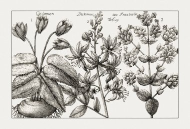 Çiçek açan bitkilerin antik botanik çizimi. 18. yüzyıldan kalma bir İtalyan doğal tarih kitabının siyah beyaz gravürleri..