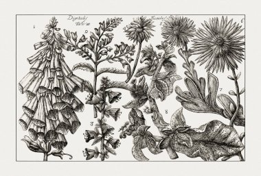 Çiçek açan bitkilerin antik botanik çizimi. 18. yüzyıldan kalma bir İtalyan doğal tarih kitabının siyah beyaz gravürleri..