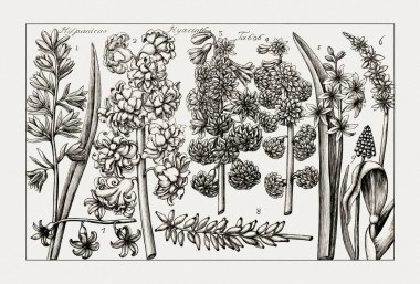 Çiçek açan bitkilerin antik botanik çizimi. 18. yüzyıldan kalma bir İtalyan doğal tarih kitabının siyah beyaz gravürleri..