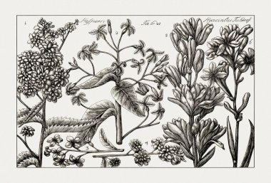 Çiçek açan bitkilerin antik botanik çizimi. 18. yüzyıldan kalma bir İtalyan doğal tarih kitabının siyah beyaz gravürleri..