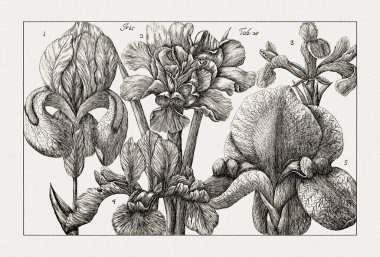 Çiçek açan bitkilerin antik botanik çizimi. 18. yüzyıldan kalma bir İtalyan doğal tarih kitabının siyah beyaz gravürleri..