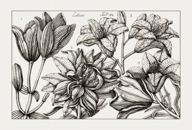 Çiçek açan bitkilerin antik botanik çizimi. 18. yüzyıldan kalma bir İtalyan doğal tarih kitabının siyah beyaz gravürleri..