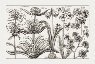 Çiçek açan bitkilerin antik botanik çizimi. 18. yüzyıldan kalma bir İtalyan doğal tarih kitabının siyah beyaz gravürleri..