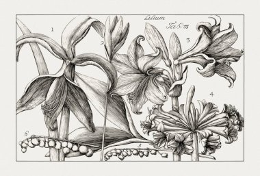 Çiçek açan bitkilerin antik botanik çizimi. 18. yüzyıldan kalma bir İtalyan doğal tarih kitabının siyah beyaz gravürleri..