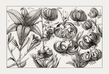 Çiçek açan bitkilerin antik botanik çizimi. 18. yüzyıldan kalma bir İtalyan doğal tarih kitabının siyah beyaz gravürleri..