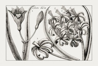 Çiçek açan bitkilerin antik botanik çizimi. 18. yüzyıldan kalma bir İtalyan doğal tarih kitabının siyah beyaz gravürleri..