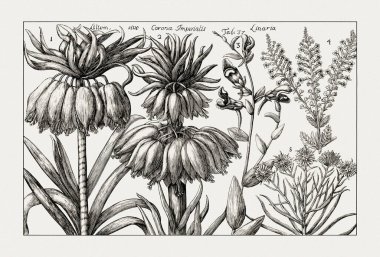 Çiçek açan bitkilerin antik botanik çizimi. 18. yüzyıldan kalma bir İtalyan doğal tarih kitabının siyah beyaz gravürleri..