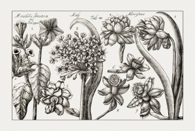 Çiçek açan bitkilerin antik botanik çizimi. 18. yüzyıldan kalma bir İtalyan doğal tarih kitabının siyah beyaz gravürleri..