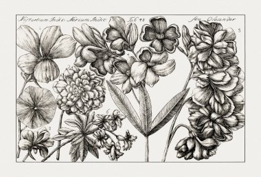 Çiçek açan bitkilerin antik botanik çizimi. 18. yüzyıldan kalma bir İtalyan doğal tarih kitabının siyah beyaz gravürleri..