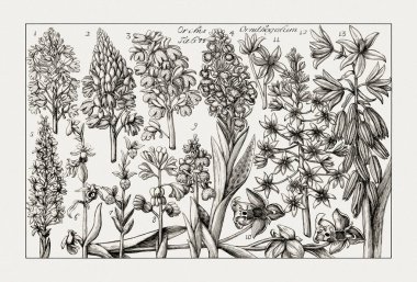 Çiçek açan bitkilerin antik botanik çizimi. 18. yüzyıldan kalma bir İtalyan doğal tarih kitabının siyah beyaz gravürleri..