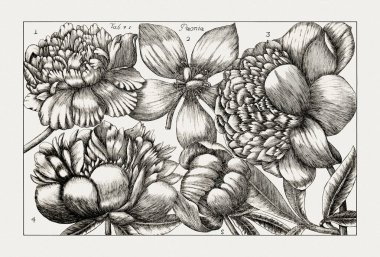 Çiçek açan bitkilerin antik botanik çizimi. 18. yüzyıldan kalma bir İtalyan doğal tarih kitabının siyah beyaz gravürleri..