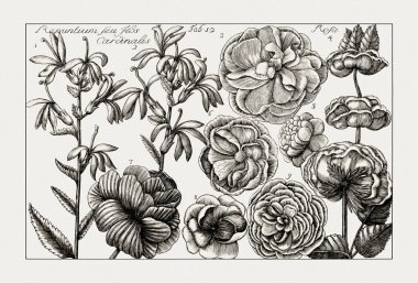 Çiçek açan bitkilerin antik botanik çizimi. 18. yüzyıldan kalma bir İtalyan doğal tarih kitabının siyah beyaz gravürleri..