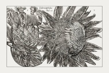 Çiçek açan bitkilerin antik botanik çizimi. 18. yüzyıldan kalma bir İtalyan doğal tarih kitabının siyah beyaz gravürleri..