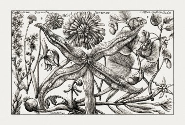 Çiçek açan bitkilerin antik botanik çizimi. 18. yüzyıldan kalma bir İtalyan doğal tarih kitabının siyah beyaz gravürleri..