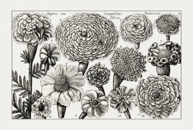 Çiçek açan bitkilerin antik botanik çizimi. 18. yüzyıldan kalma bir İtalyan doğal tarih kitabının siyah beyaz gravürleri..