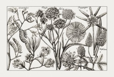 Çiçek açan bitkilerin antik botanik çizimi. 18. yüzyıldan kalma bir İtalyan doğal tarih kitabının siyah beyaz gravürleri..