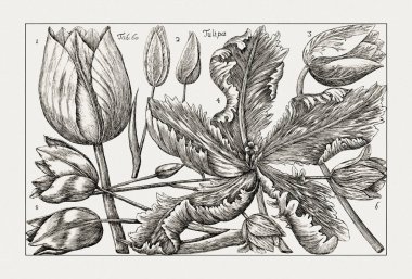 Çiçek açan bitkilerin antik botanik çizimi. 18. yüzyıldan kalma bir İtalyan doğal tarih kitabının siyah beyaz gravürleri..