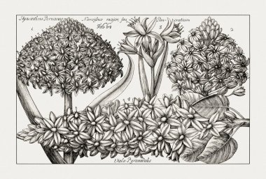 Çiçek açan bitkilerin antik botanik çizimi. 18. yüzyıldan kalma bir İtalyan doğal tarih kitabının siyah beyaz gravürleri..