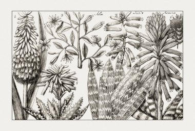 Çiçek açan bitkilerin antik botanik çizimi. 18. yüzyıldan kalma bir İtalyan doğal tarih kitabının siyah beyaz gravürleri..