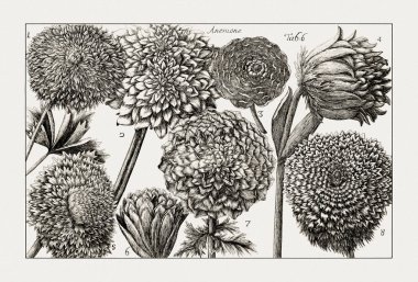 Çiçek açan bitkilerin antik botanik çizimi. 18. yüzyıldan kalma bir İtalyan doğal tarih kitabının siyah beyaz gravürleri..