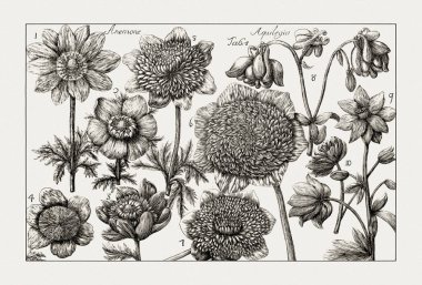 Çiçek açan bitkilerin antik botanik çizimi. 18. yüzyıldan kalma bir İtalyan doğal tarih kitabının siyah beyaz gravürleri..