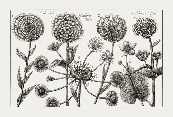 Çiçek açan bitkilerin antik botanik çizimi. 18. yüzyıldan kalma bir İtalyan doğal tarih kitabının siyah beyaz gravürleri..