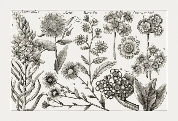 Çiçek açan bitkilerin antik botanik çizimi. 18. yüzyıldan kalma bir İtalyan doğal tarih kitabının siyah beyaz gravürleri..