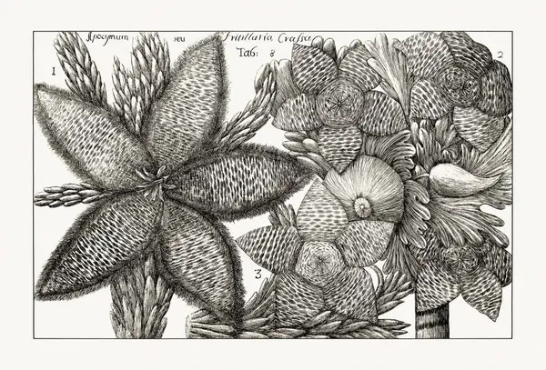Çiçek açan bitkilerin antik botanik çizimi. 18. yüzyıldan kalma bir İtalyan doğal tarih kitabının siyah beyaz gravürleri..