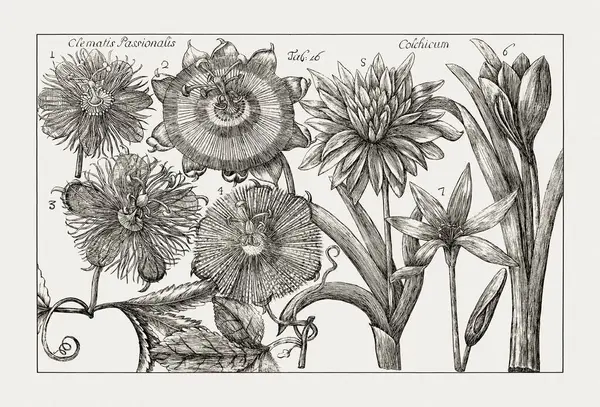Çiçek açan bitkilerin antik botanik çizimi. 18. yüzyıldan kalma bir İtalyan doğal tarih kitabının siyah beyaz gravürleri..