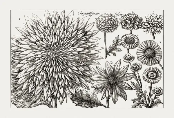 Çiçek açan bitkilerin antik botanik çizimi. 18. yüzyıldan kalma bir İtalyan doğal tarih kitabının siyah beyaz gravürleri..