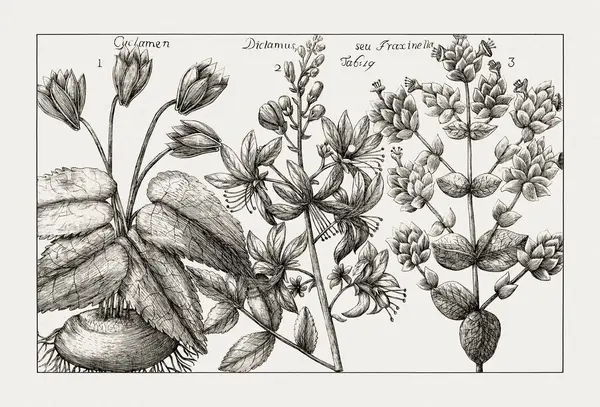 Çiçek açan bitkilerin antik botanik çizimi. 18. yüzyıldan kalma bir İtalyan doğal tarih kitabının siyah beyaz gravürleri..