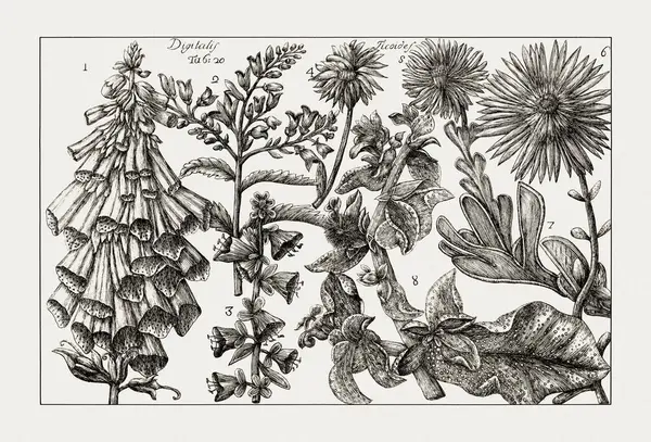 Çiçek açan bitkilerin antik botanik çizimi. 18. yüzyıldan kalma bir İtalyan doğal tarih kitabının siyah beyaz gravürleri..