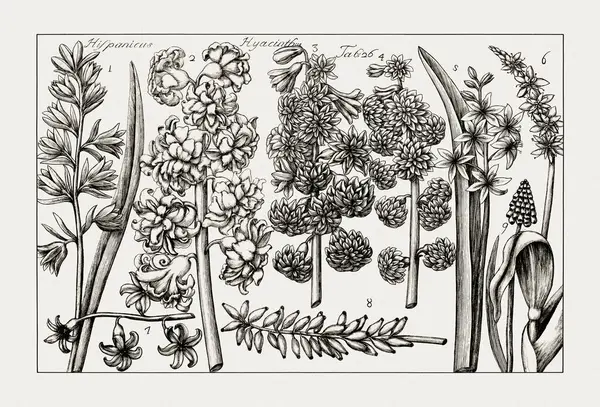 Çiçek açan bitkilerin antik botanik çizimi. 18. yüzyıldan kalma bir İtalyan doğal tarih kitabının siyah beyaz gravürleri..