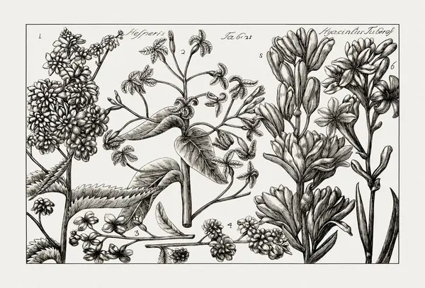 Çiçek açan bitkilerin antik botanik çizimi. 18. yüzyıldan kalma bir İtalyan doğal tarih kitabının siyah beyaz gravürleri..