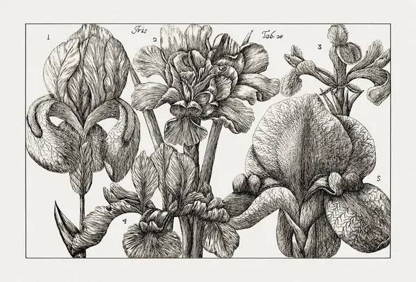 Çiçek açan bitkilerin antik botanik çizimi. 18. yüzyıldan kalma bir İtalyan doğal tarih kitabının siyah beyaz gravürleri..