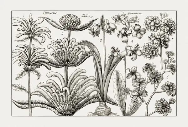 Çiçek açan bitkilerin antik botanik çizimi. 18. yüzyıldan kalma bir İtalyan doğal tarih kitabının siyah beyaz gravürleri..