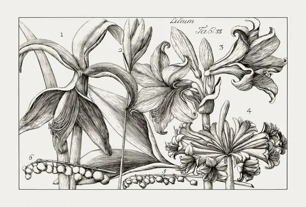 Çiçek açan bitkilerin antik botanik çizimi. 18. yüzyıldan kalma bir İtalyan doğal tarih kitabının siyah beyaz gravürleri..