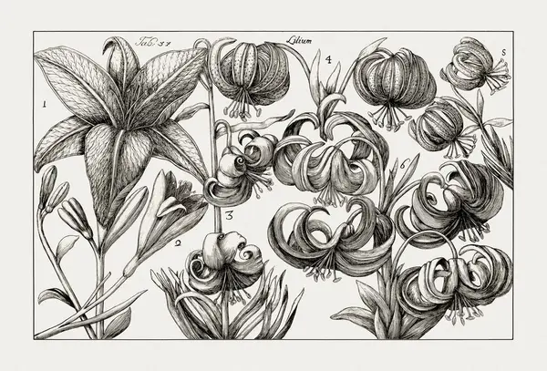 Çiçek açan bitkilerin antik botanik çizimi. 18. yüzyıldan kalma bir İtalyan doğal tarih kitabının siyah beyaz gravürleri..