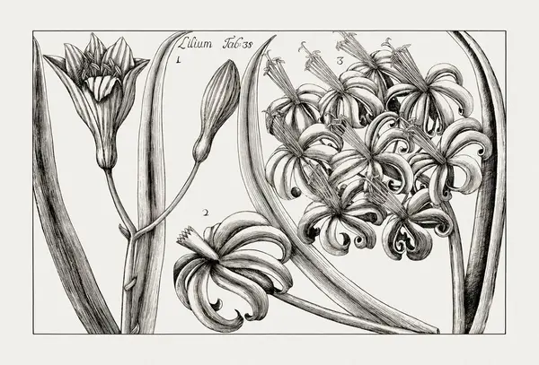 Çiçek açan bitkilerin antik botanik çizimi. 18. yüzyıldan kalma bir İtalyan doğal tarih kitabının siyah beyaz gravürleri..