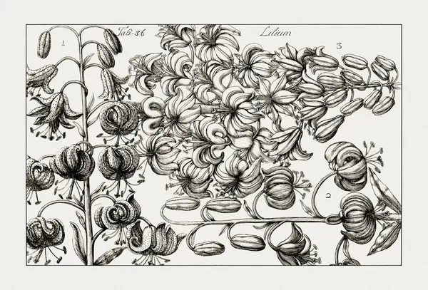Çiçek açan bitkilerin antik botanik çizimi. 18. yüzyıldan kalma bir İtalyan doğal tarih kitabının siyah beyaz gravürleri..
