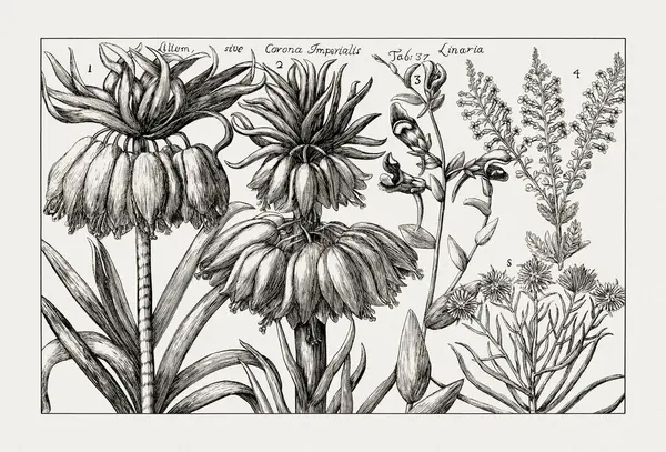 Çiçek açan bitkilerin antik botanik çizimi. 18. yüzyıldan kalma bir İtalyan doğal tarih kitabının siyah beyaz gravürleri..