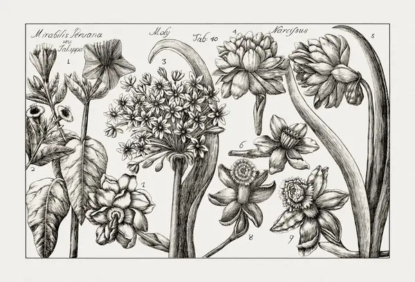 Çiçek açan bitkilerin antik botanik çizimi. 18. yüzyıldan kalma bir İtalyan doğal tarih kitabının siyah beyaz gravürleri..